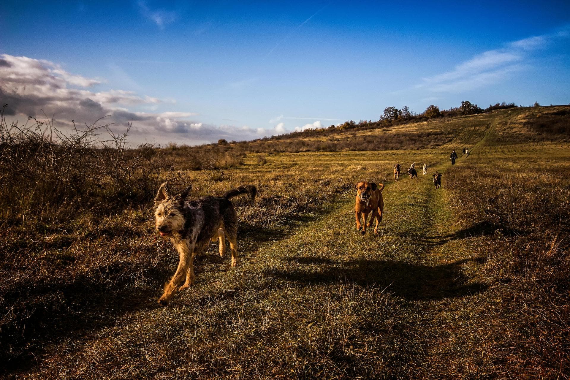 Annual Vaccination Booster Prices in Dorset