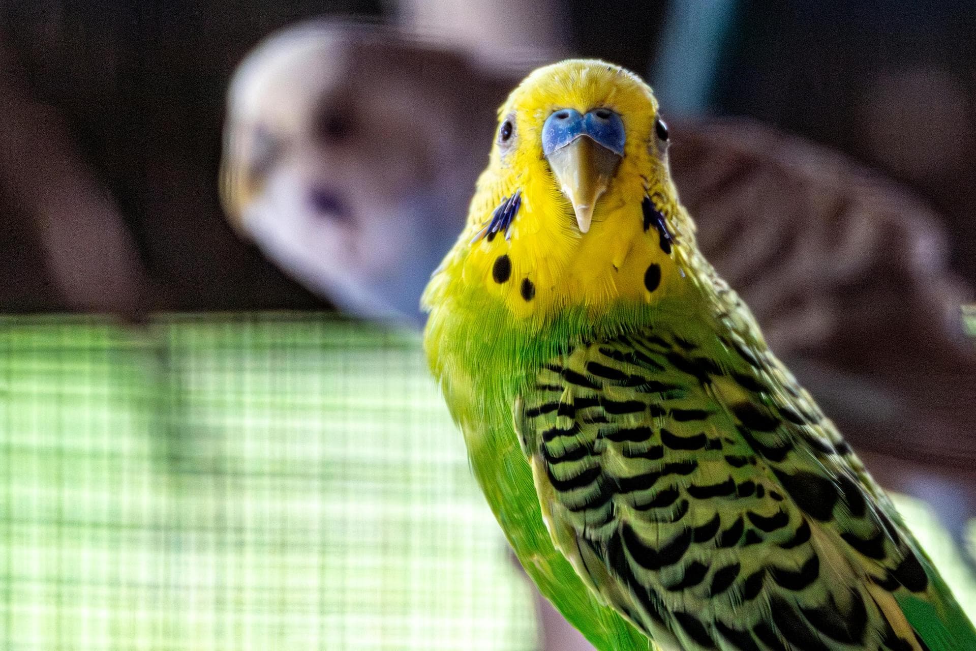 Best Vets in Wimborne St Giles